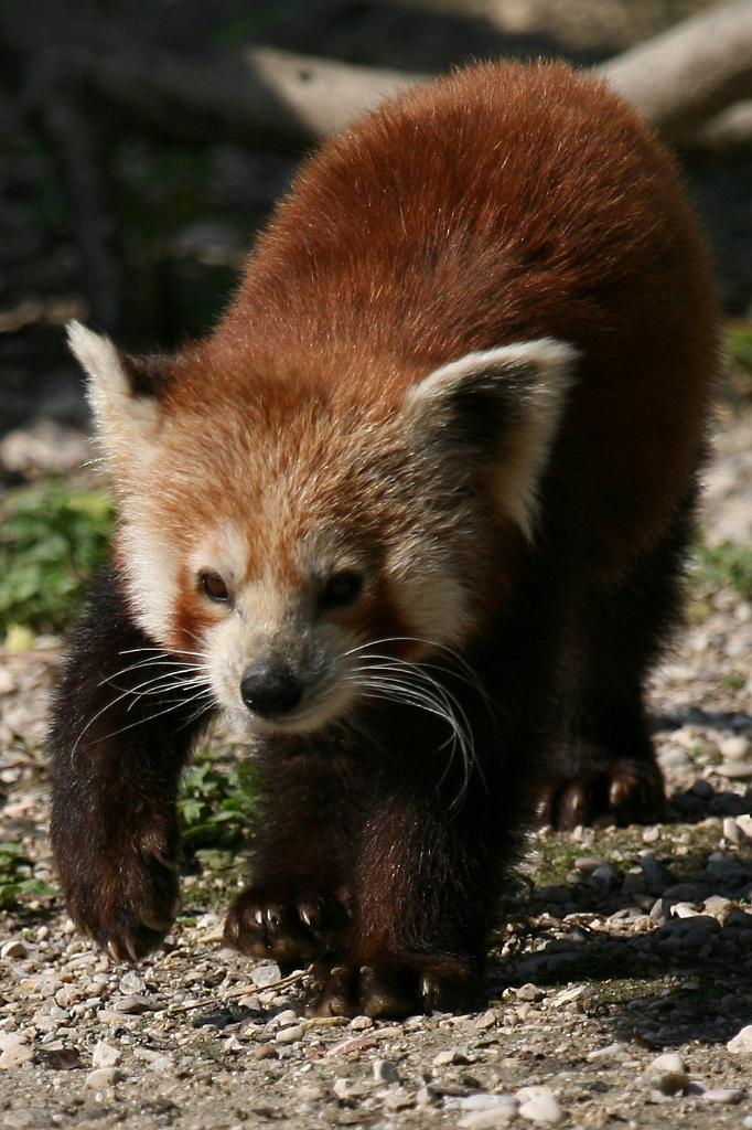 Zoo Schmiding 009.jpg